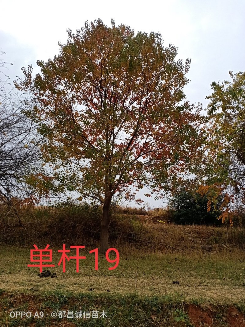 精品丛生乌桕单杆乌桕