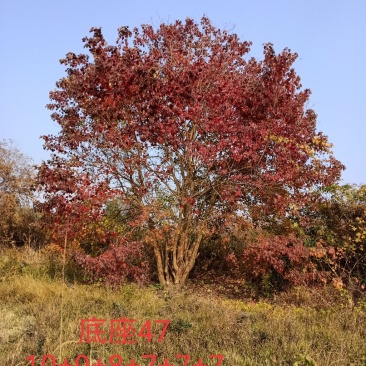 精品丛生乌桕单杆乌桕