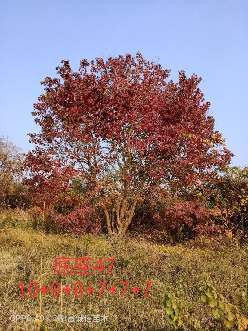 精品丛生乌桕单杆乌桕
