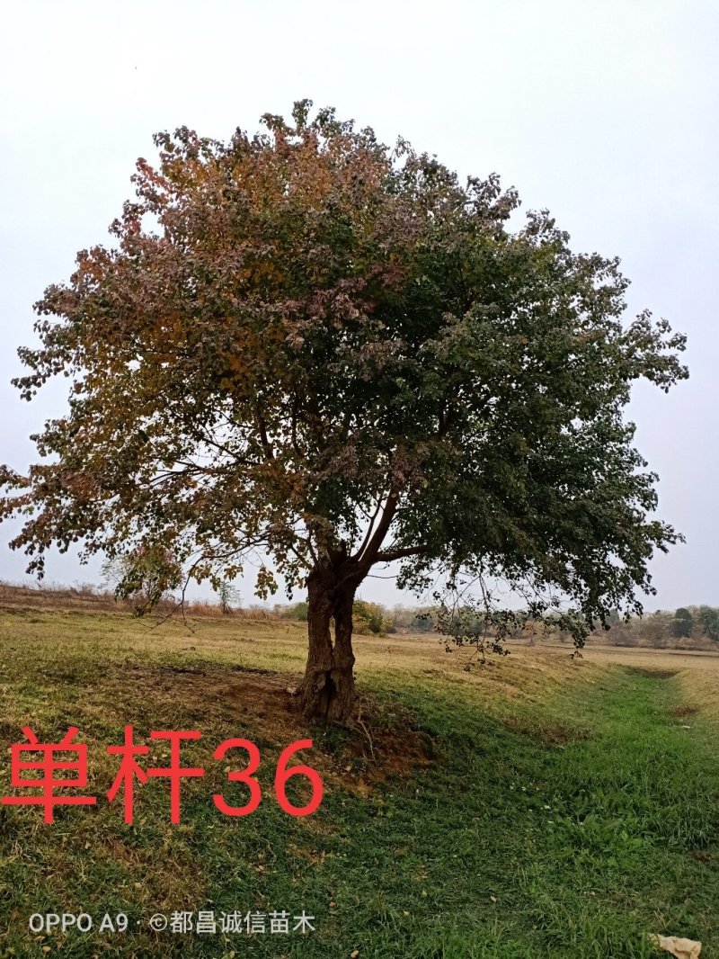 精品丛生乌桕单杆乌桕