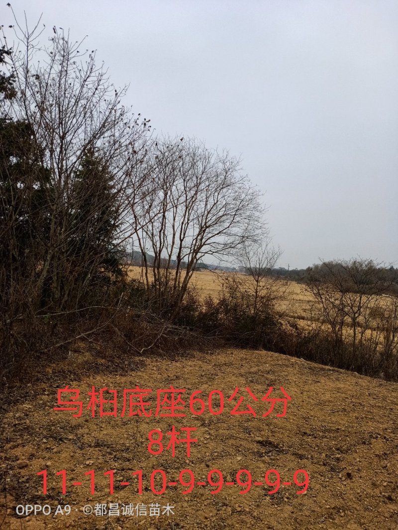 精品丛生乌桕单杆乌桕