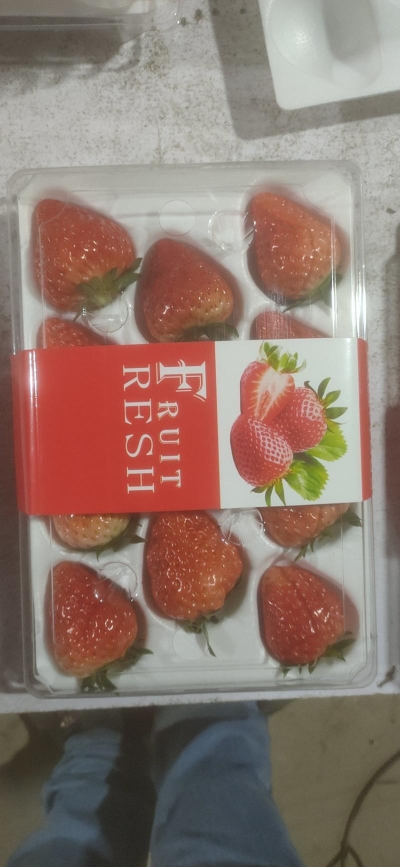 【有好货】红颜草莓巧克力草莓新鲜冬草莓一件代发