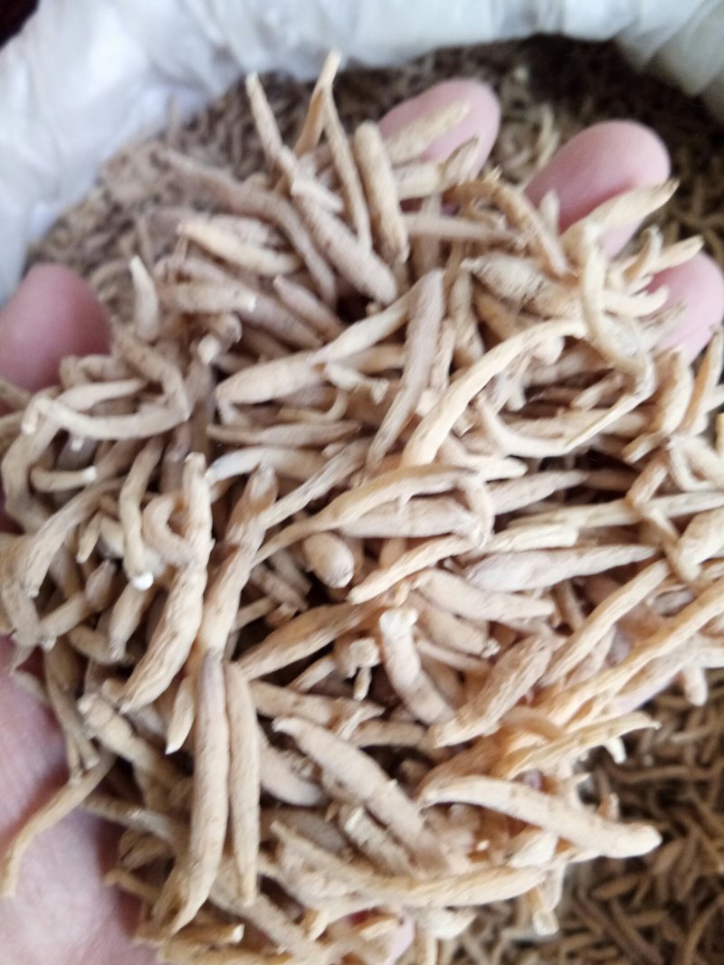 太子参贵州各种规格无硫熏煲汤一公斤起发货