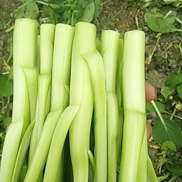 广东菜心
