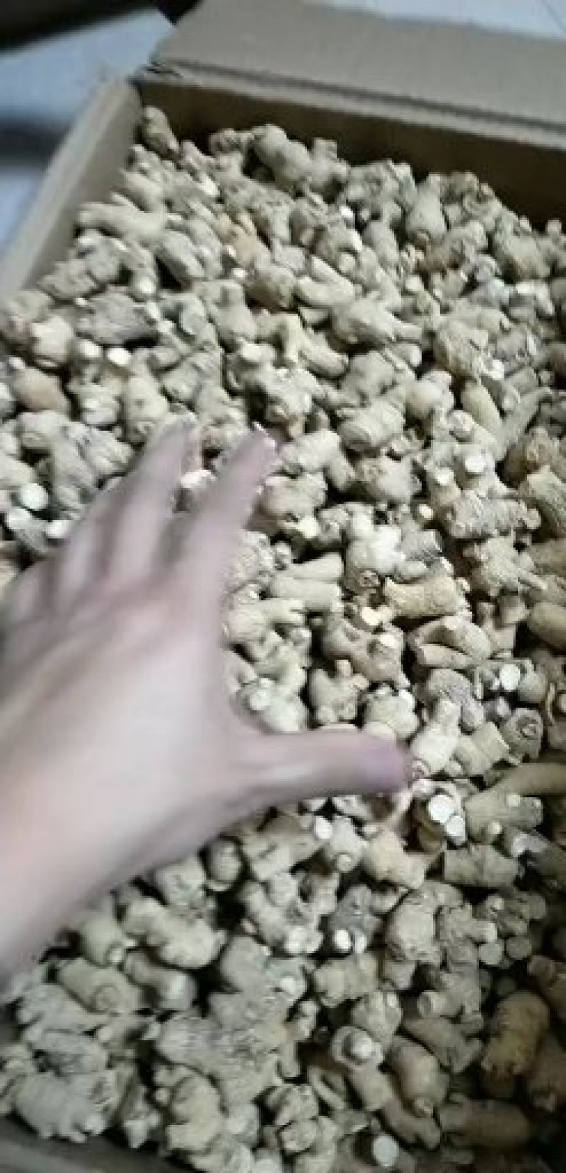 2/3克西洋参短支，粒头，纯干货，圆粒长白山直发