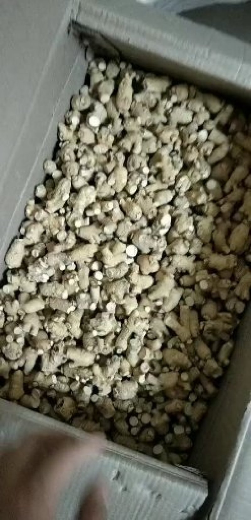 2/3克西洋参短支，粒头，纯干货，圆粒长白山直发