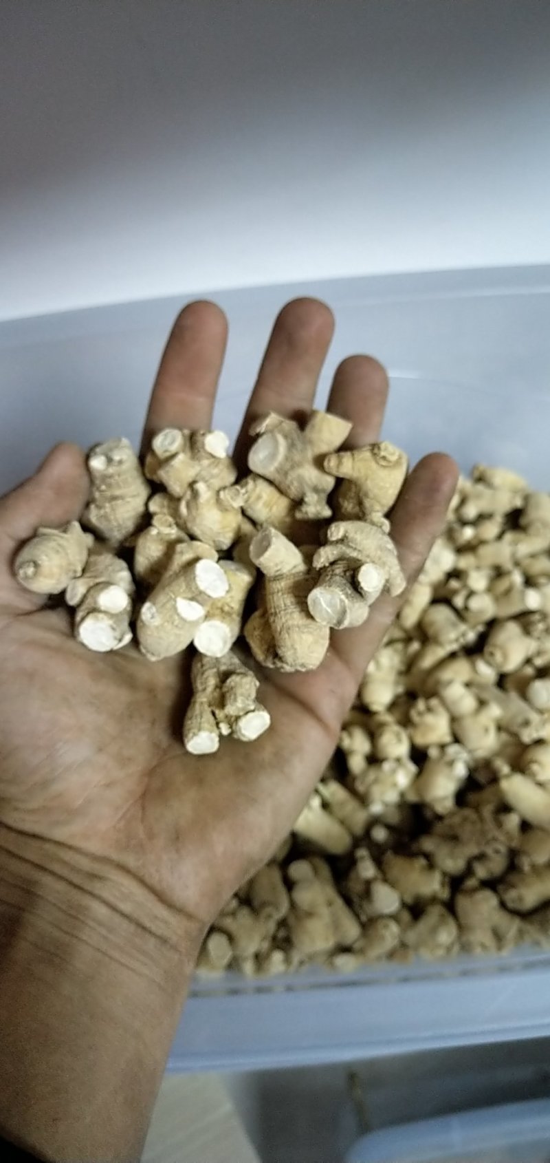 2/3克西洋参短支，粒头，纯干货，圆粒长白山直发