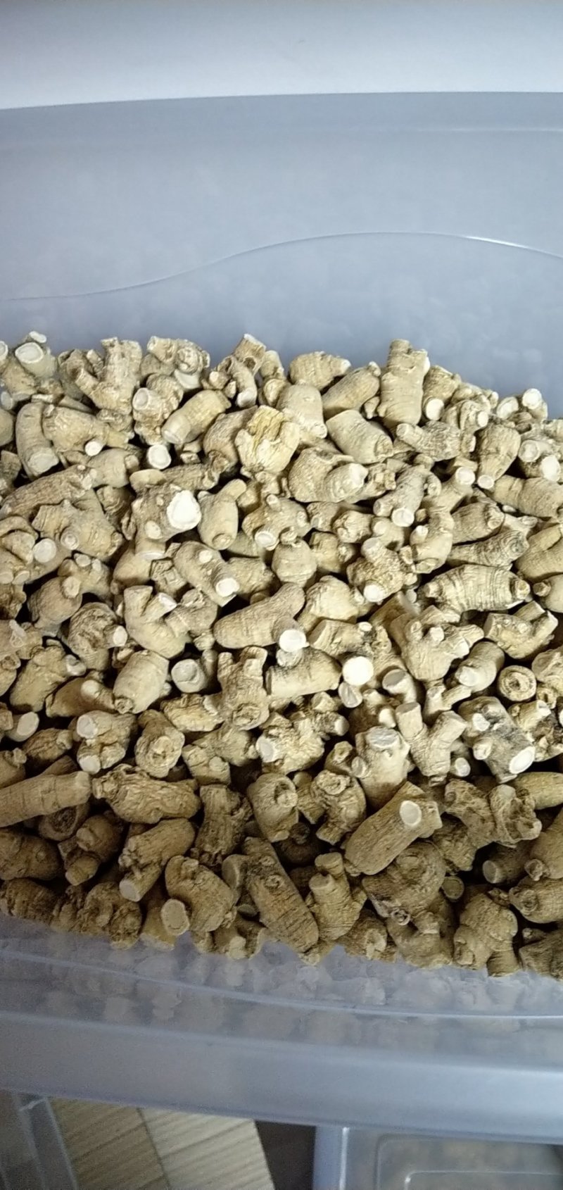 2/3克西洋参短支，粒头，纯干货，圆粒长白山直发