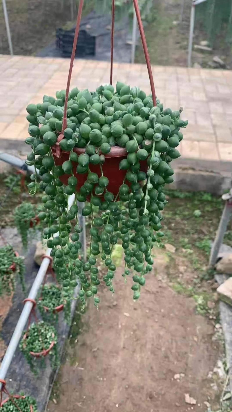 佛珠吊兰小吊盆栽
