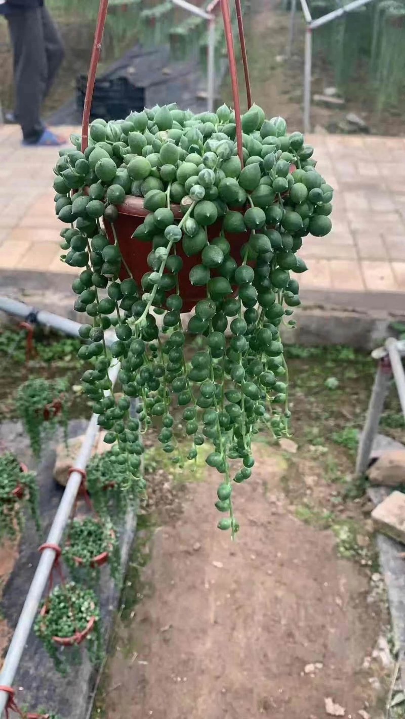 佛珠吊兰小吊盆栽