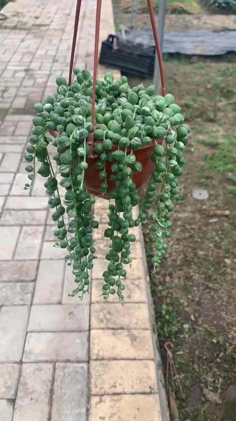 佛珠吊兰小吊盆栽