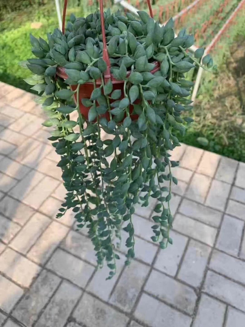 佛珠吊兰小吊盆栽