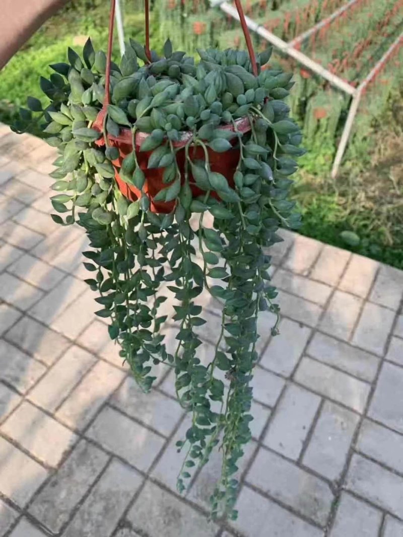 佛珠吊兰小吊盆栽