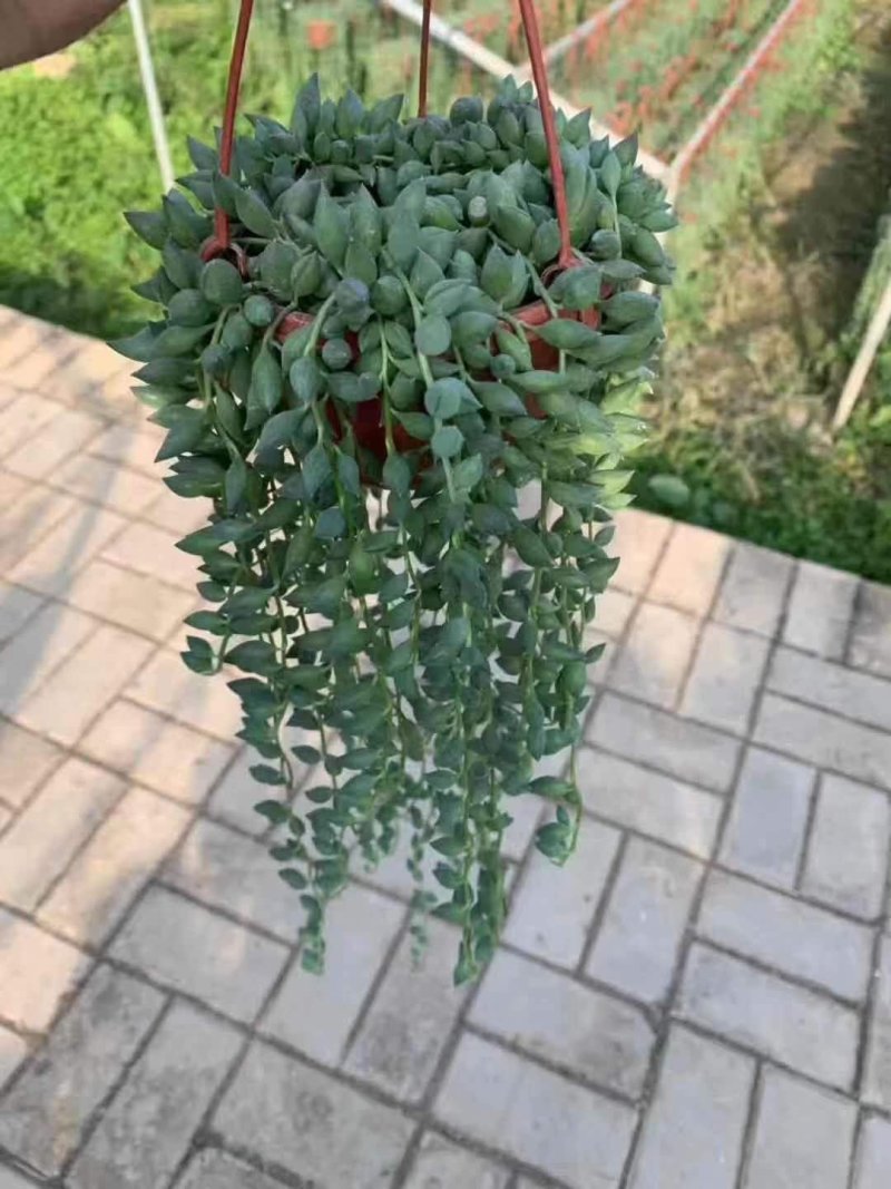 佛珠吊兰小吊盆栽