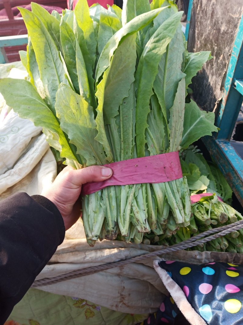 精品油麦菜专业代收，欢迎各位老板来收购。。。。。