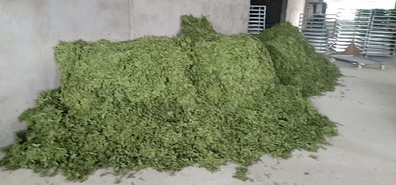 薄荷薄荷叶（箱装）茶用