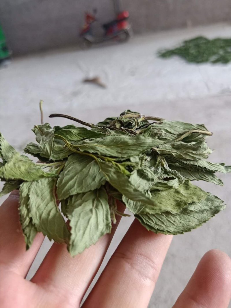 薄荷薄荷叶（箱装）茶用