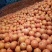 椪柑大量出售，口感甜价格美丽口感好，欢迎新老客户致电