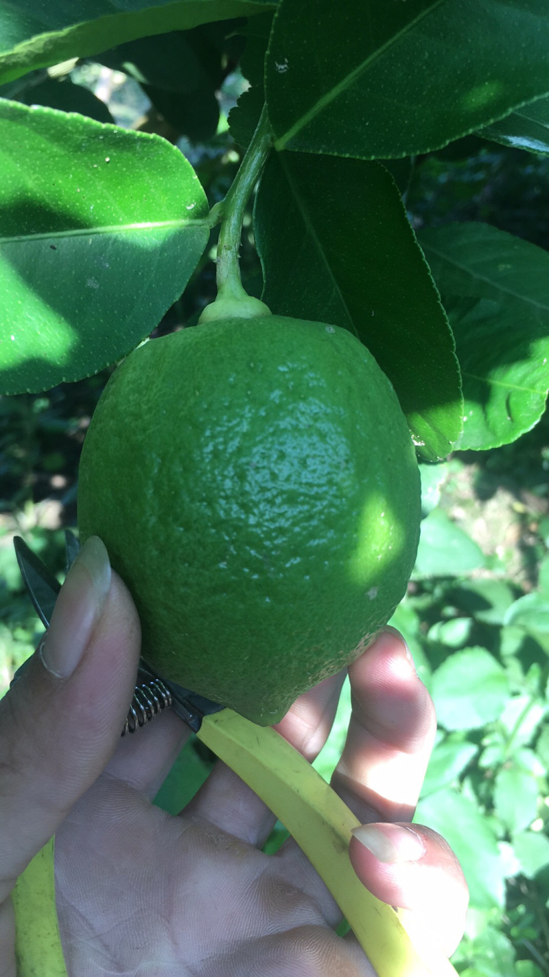 西柠香水柠檬