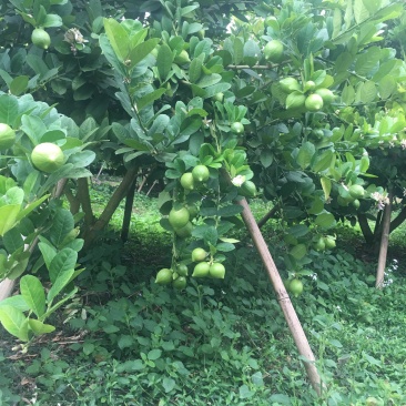 西柠香水柠檬