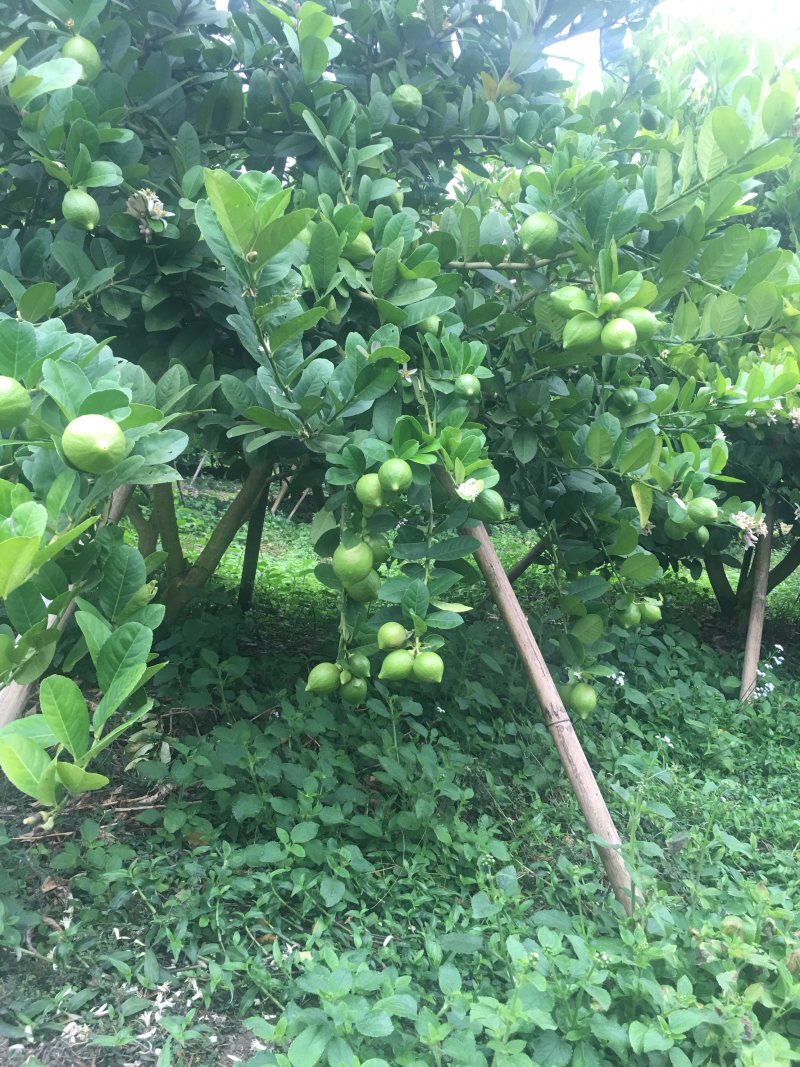 西柠香水柠檬
