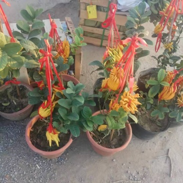 💯佛手苗，包品种保证质量，死苗补发，全程技术指导