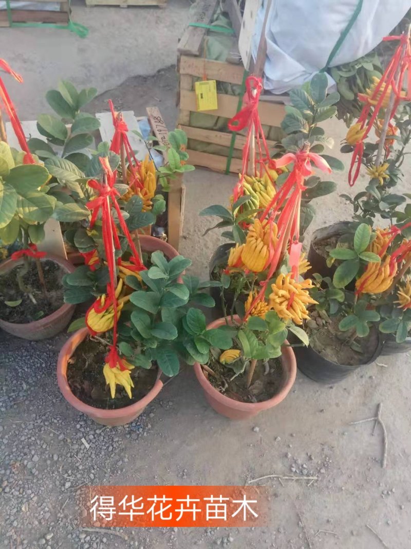 💯佛手苗，包品种保证质量，死苗补发，全程技术指导