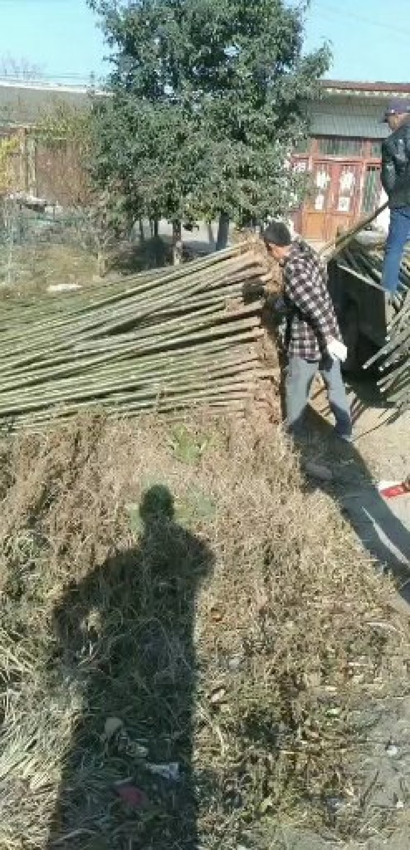 河南西华大量批发精品泡桐树苗泡桐种根。0.8至两公分。
