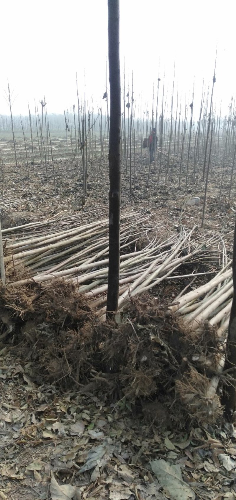 河南西华大量批发精品泡桐树苗泡桐种根。0.8至两公分。