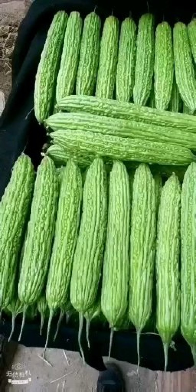 杂交苦瓜苗产量高，高抗病毒病，白粉病，根系发达成活率高