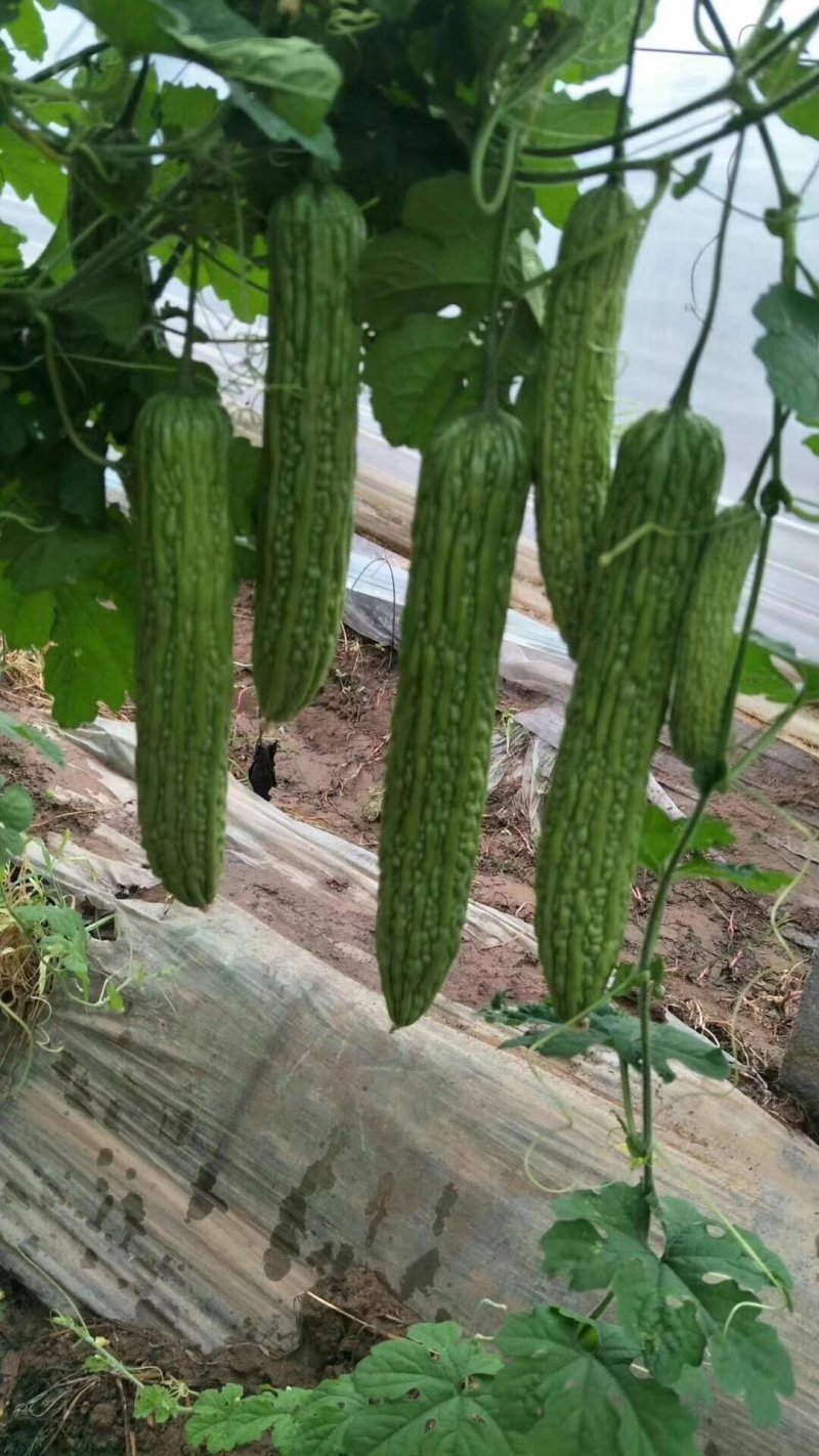 杂交苦瓜苗产量高，高抗病毒病，白粉病，根系发达成活率高