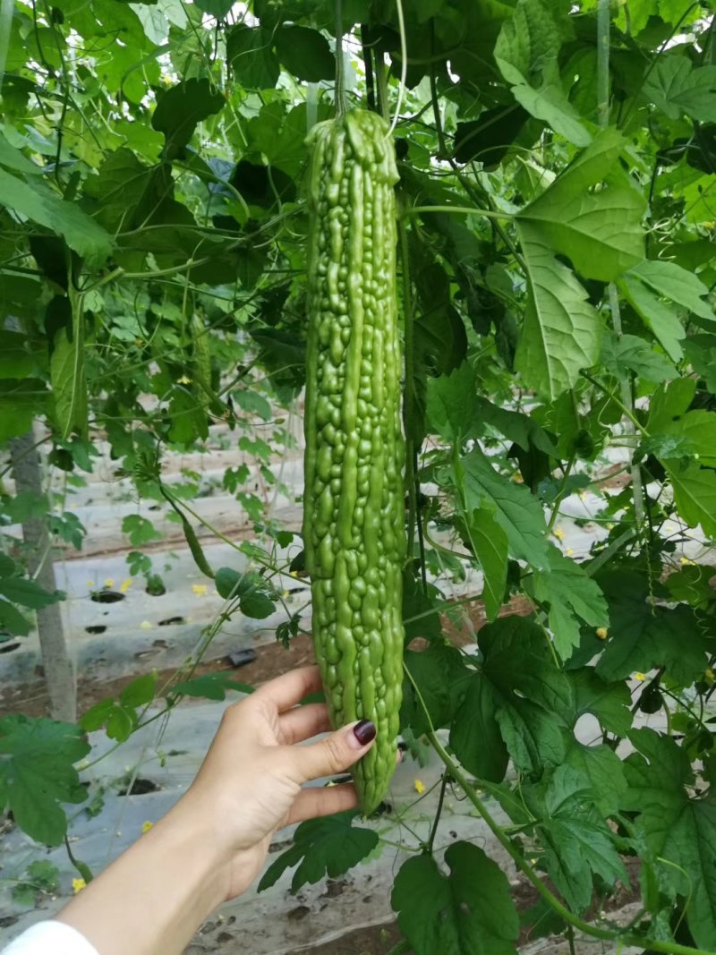 杂交苦瓜苗产量高，高抗病毒病，白粉病，根系发达成活率高