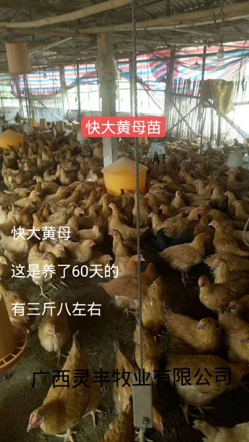 三黄鸡苗【高销量热卖】《有经营许可证》买卖更放心