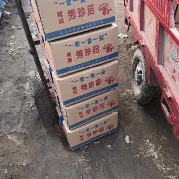 秀珍菇，精装秀珍菇，量大发全国。