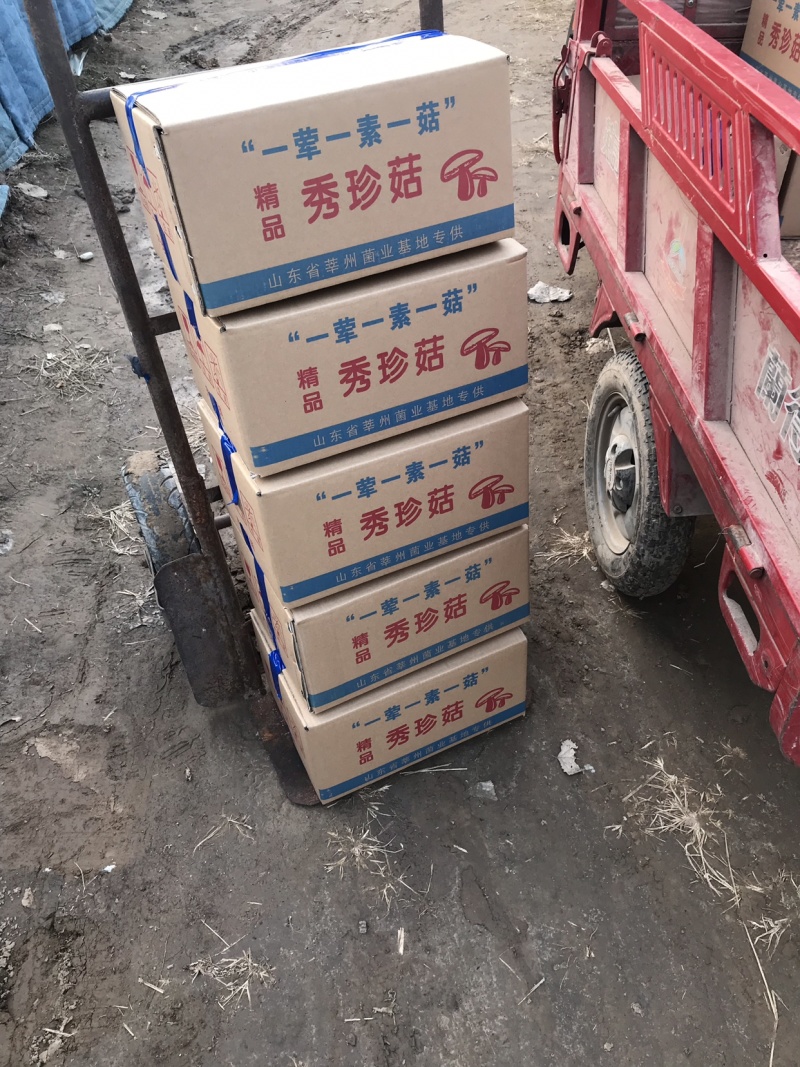 秀珍菇，精装秀珍菇，量大发全国。