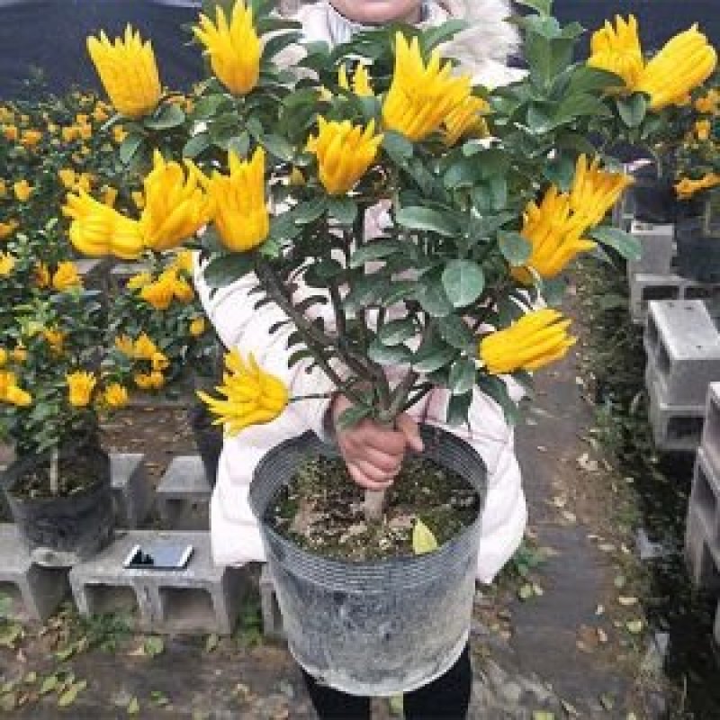 佛手树苗【带果带盆发货】保证成活当年结果【包邮】