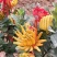 佛手树苗【带果带盆发货】保证成活当年结果【包邮】