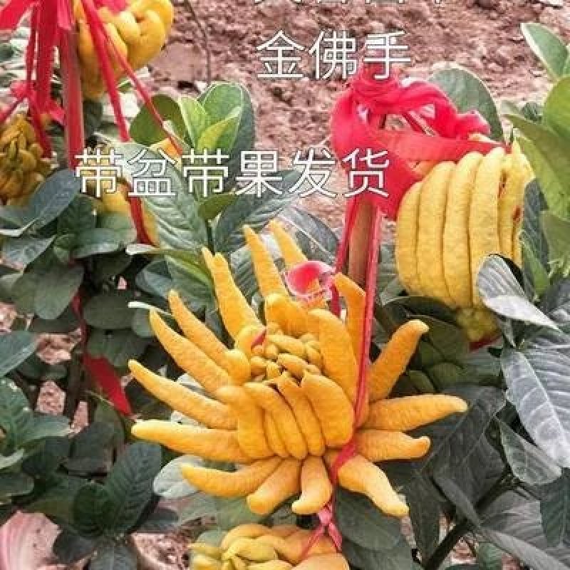 佛手树苗【带果带盆发货】保证成活当年结果【包邮】