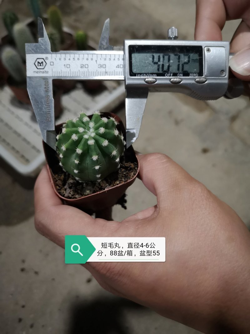 仙人球基地直销品种可混搭整箱销售不含运费