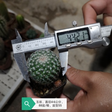 仙人球基地直销品种可混搭整箱销售不含运费