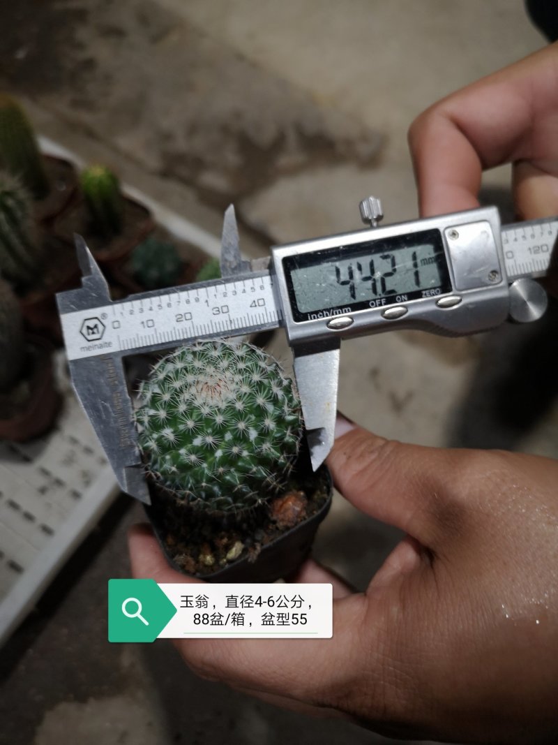 仙人球基地直销品种可混搭整箱销售不含运费
