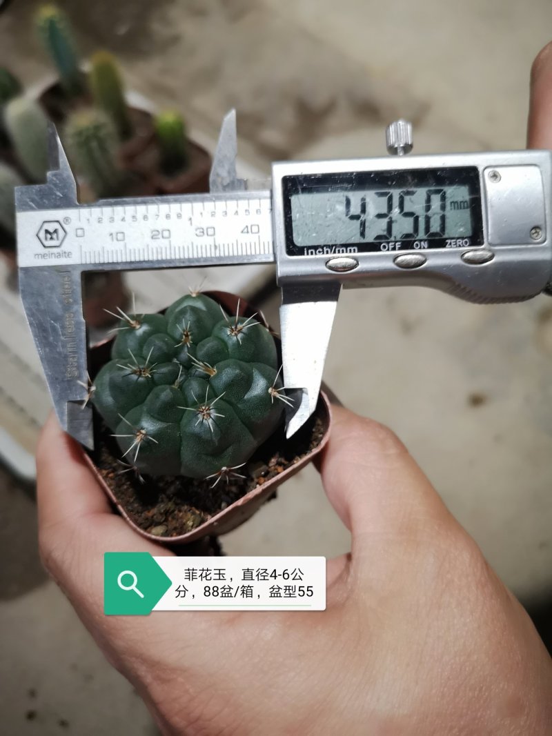 仙人球基地直销品种可混搭整箱销售不含运费