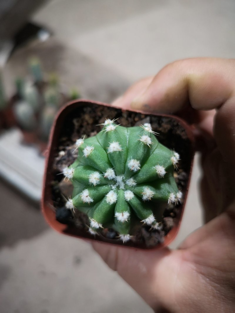 仙人球基地直销品种可混搭整箱销售不含运费