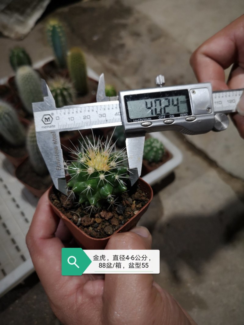 仙人球基地直销品种可混搭整箱销售不含运费