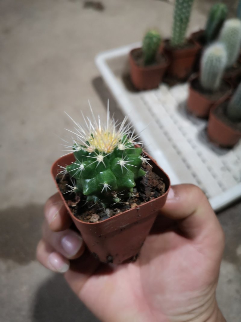 仙人球基地直销品种可混搭整箱销售不含运费