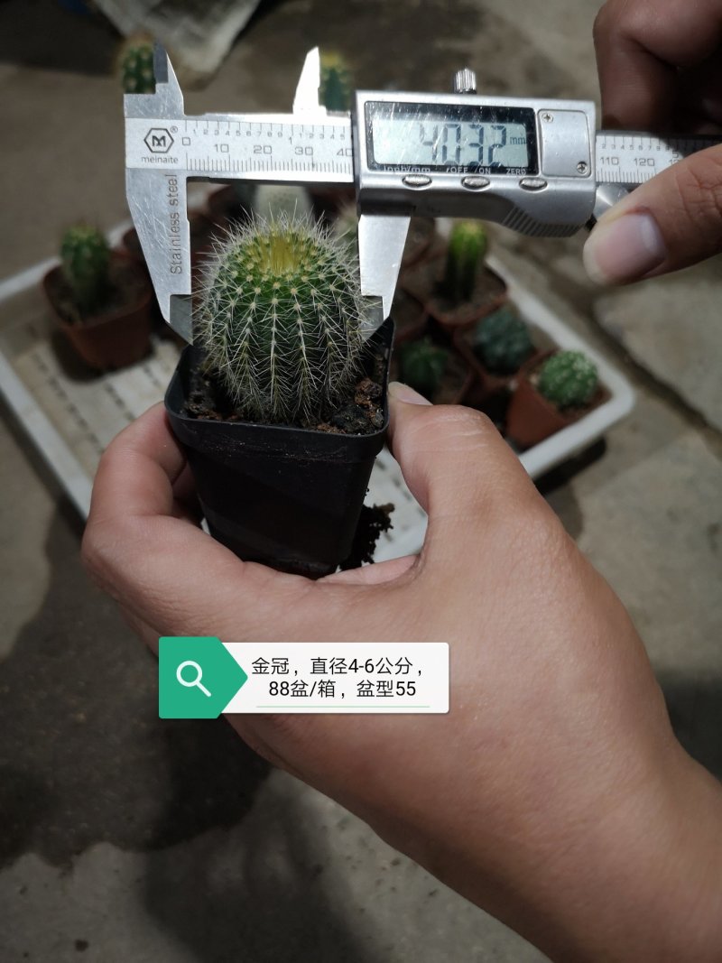 仙人球基地直销品种可混搭整箱销售不含运费