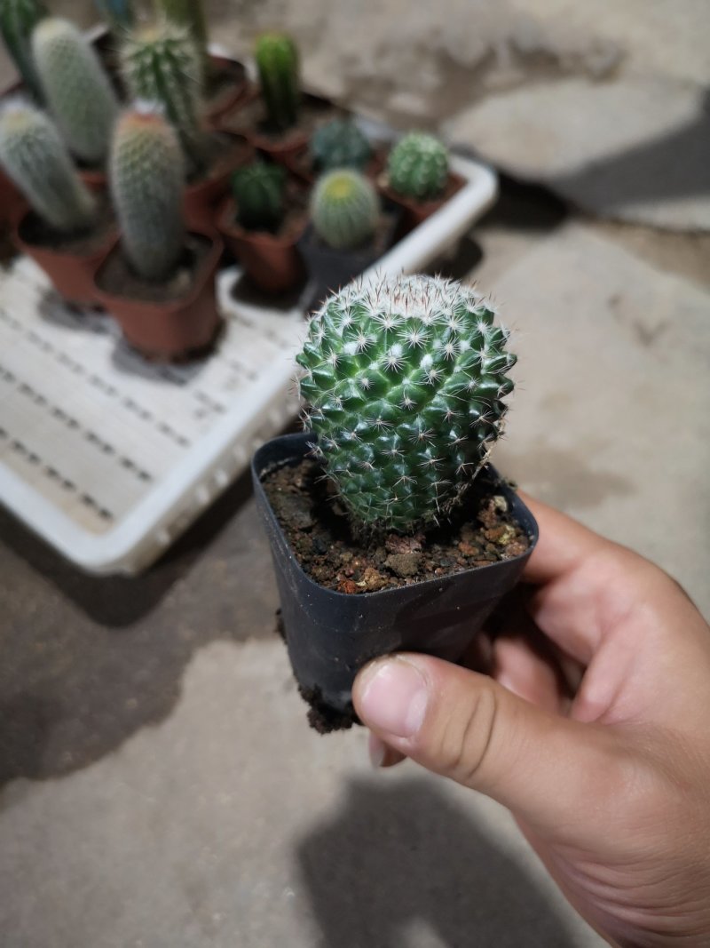 仙人球基地直销品种可混搭整箱销售不含运费
