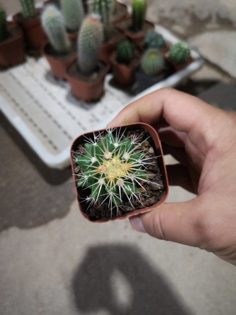 仙人球基地直销品种可混搭整箱销售不含运费