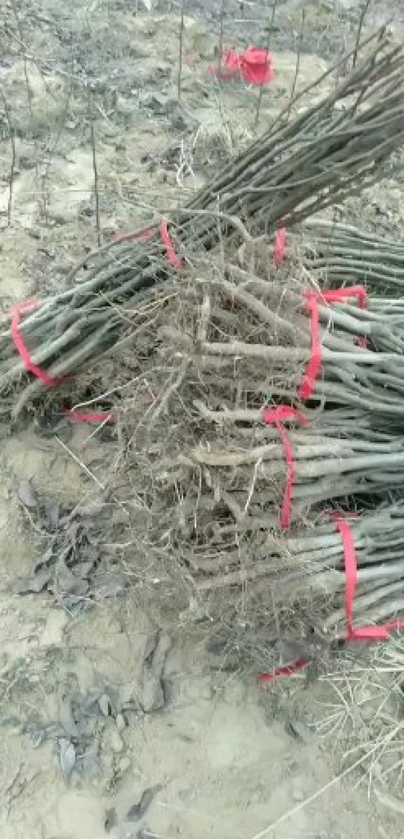 精品梨树苗大量批发0.8以上通货大小规格齐全，欢迎订购。