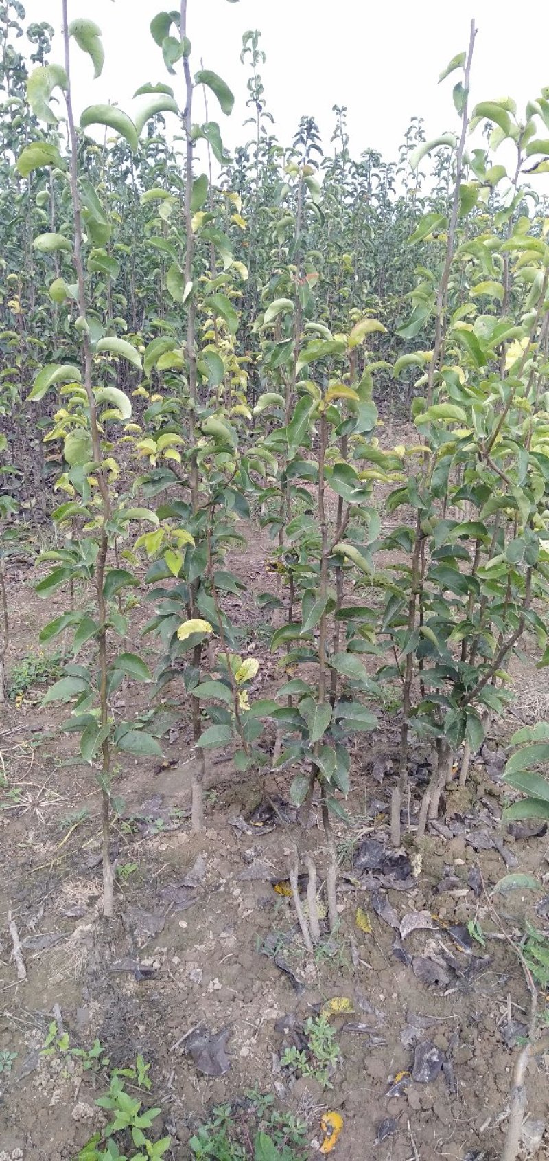 精品梨树苗大量批发0.8以上通货大小规格齐全，欢迎订购。